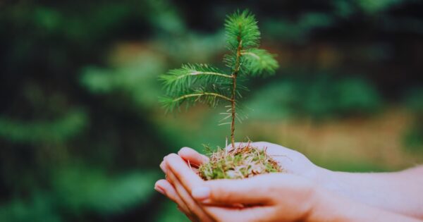 A person is holding a pine tree sprig in their hand.